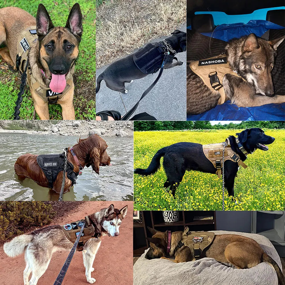 PetraVel Padded Nylon Dog Walking Harness And Leash Set